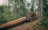 Amenzi „cu carul” pentru tăieri ilegale de lemne